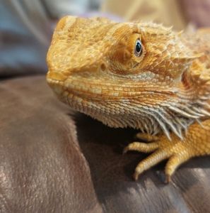 Meet your Posher, Bobby